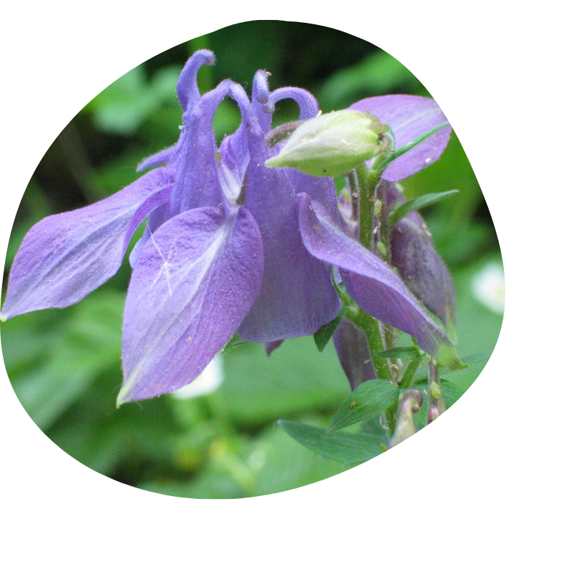 Nahaufnahme einer lila Akeleiblüte