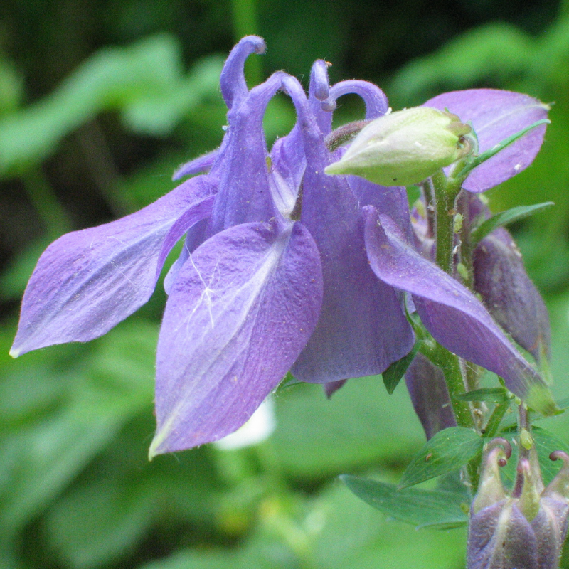 Zartlila Akeleiblüte in Nahaufnahme