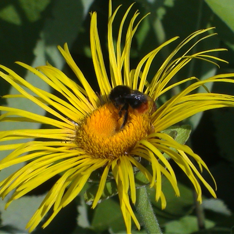 Alantblüte in Nahaufnahme, eine Hummel sitzt in der Mitte