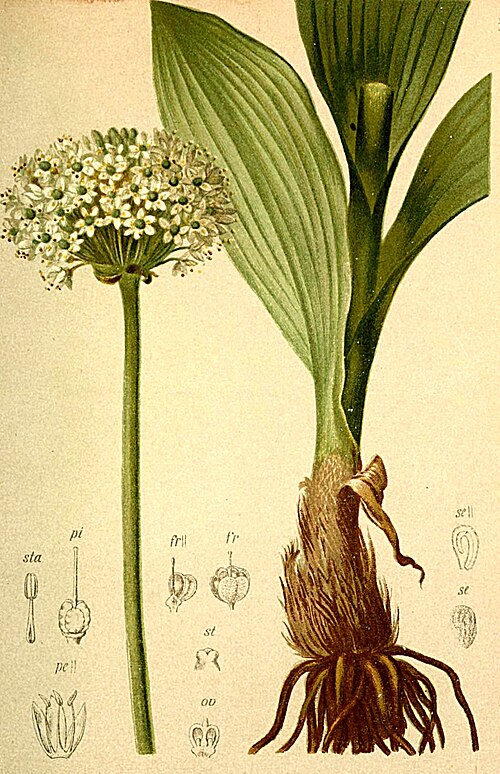 Illustration aus Atlas der Alpenflora, man sieht insbesondere die Bl&uuml;te und die Zwiebel
