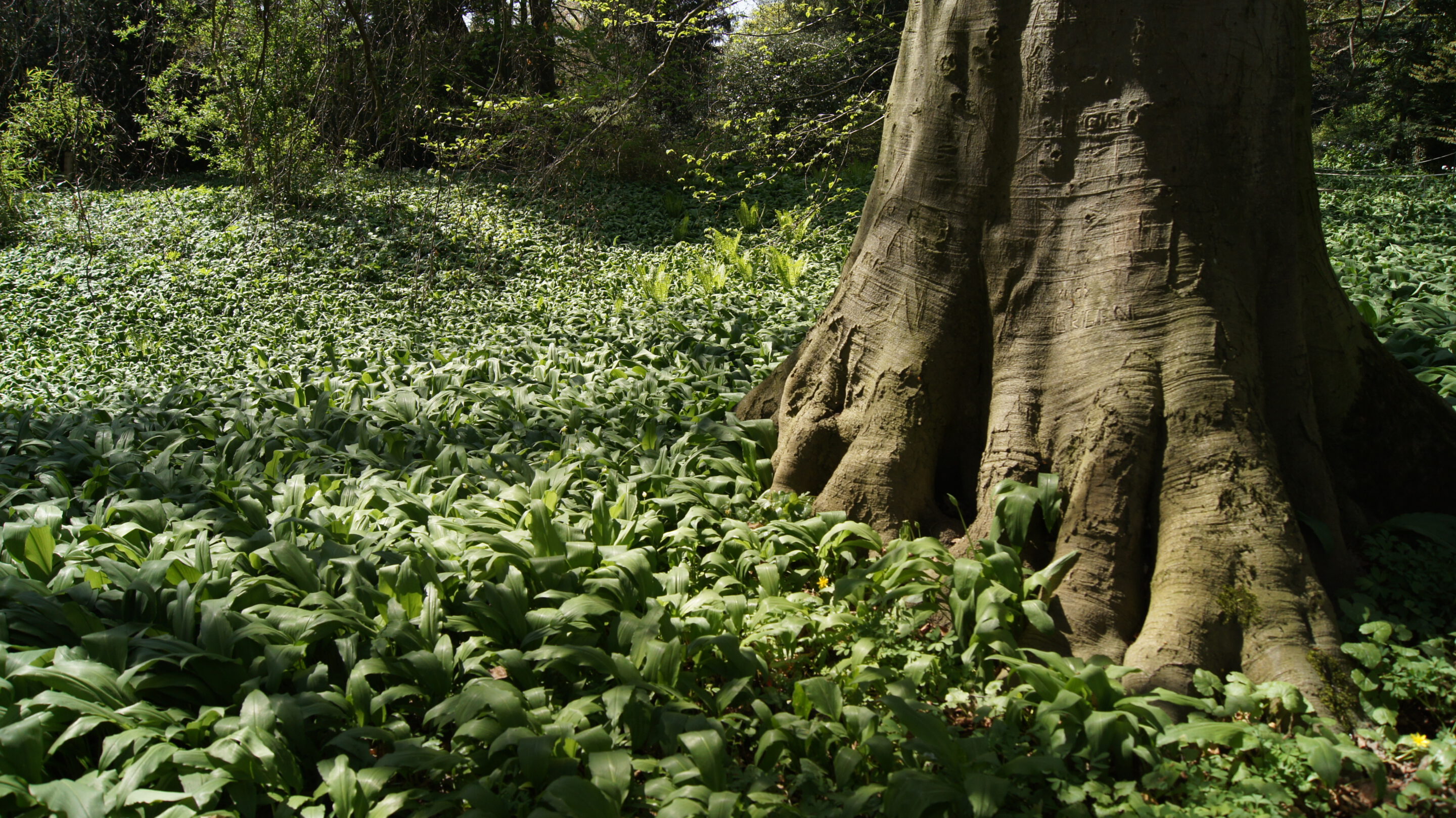 Eine Fl&auml;che voller Baerlauch, rechts ist der Stamm einer alten Buche zu sehen