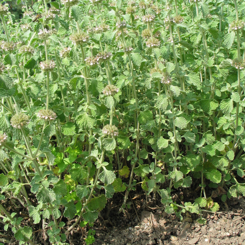 Andornpflanzen im Garten