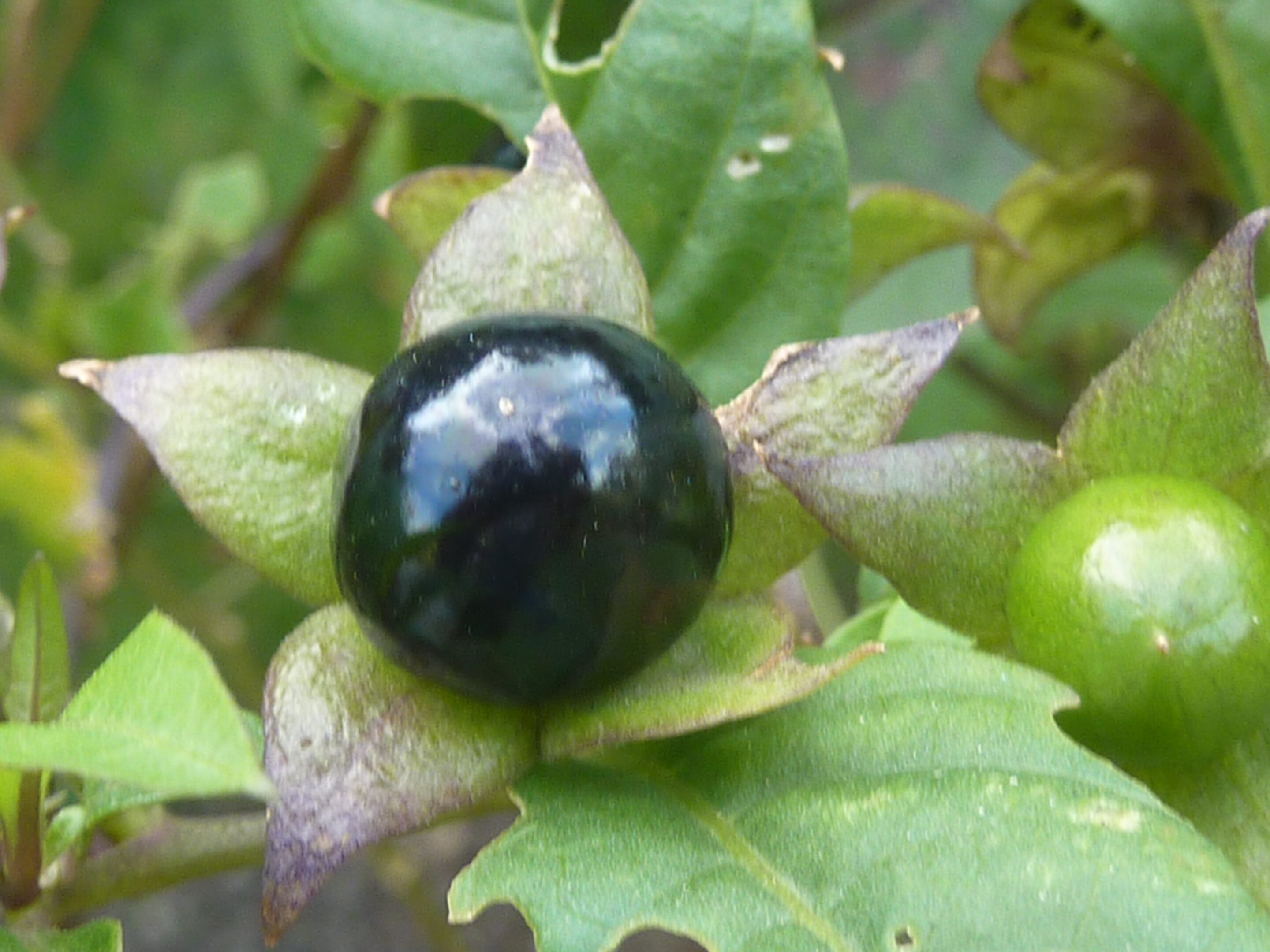 Die schwarz-gl&auml;nzende Frucht der Tollkirsche
