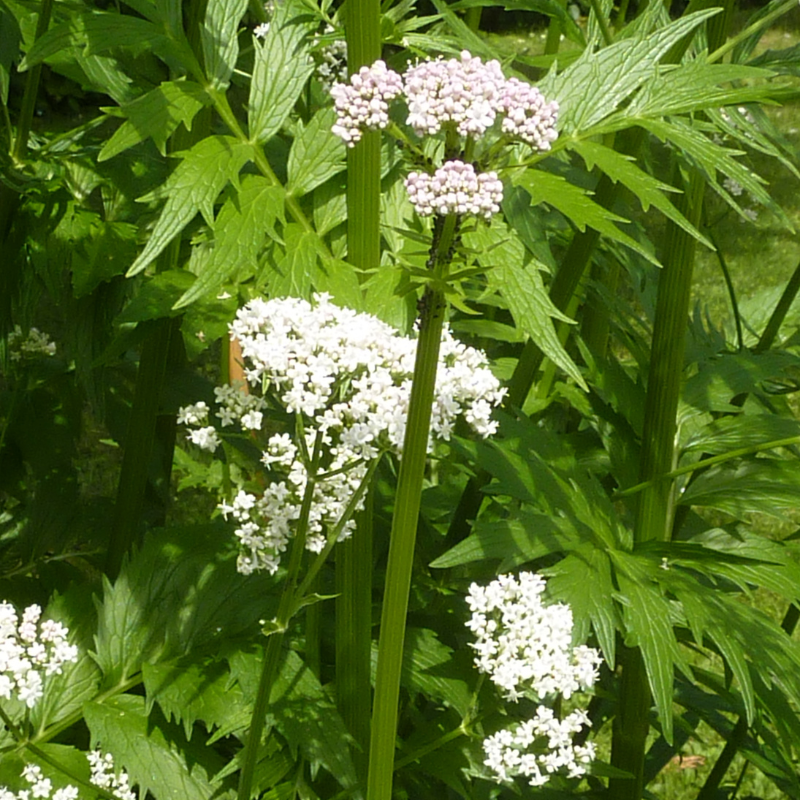 Blühender Baldrin, zu sehen sind die weiß-rosa Blüten und die saftgrünen, stark gezackten Blätter
