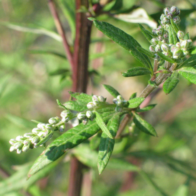 Beifußblüten in Nahaufnahme, die Blüten sind grüngrau und unauffällig