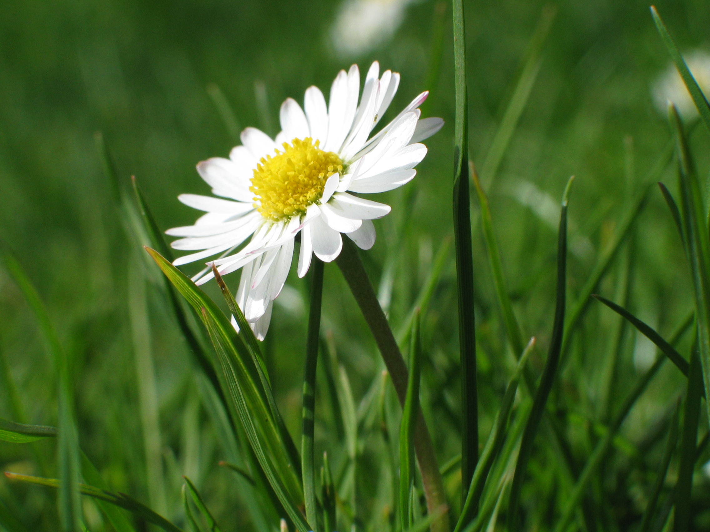 Nahaufnahme eines einzelnen Gaensebluemchens in der Wiese in Nahaufnahme