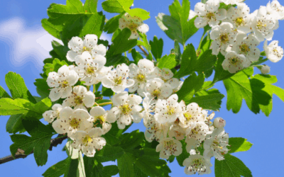 Beltane, der Tanz in den Mai – Bedeutung, Brauchtum & Pflanzenkraft