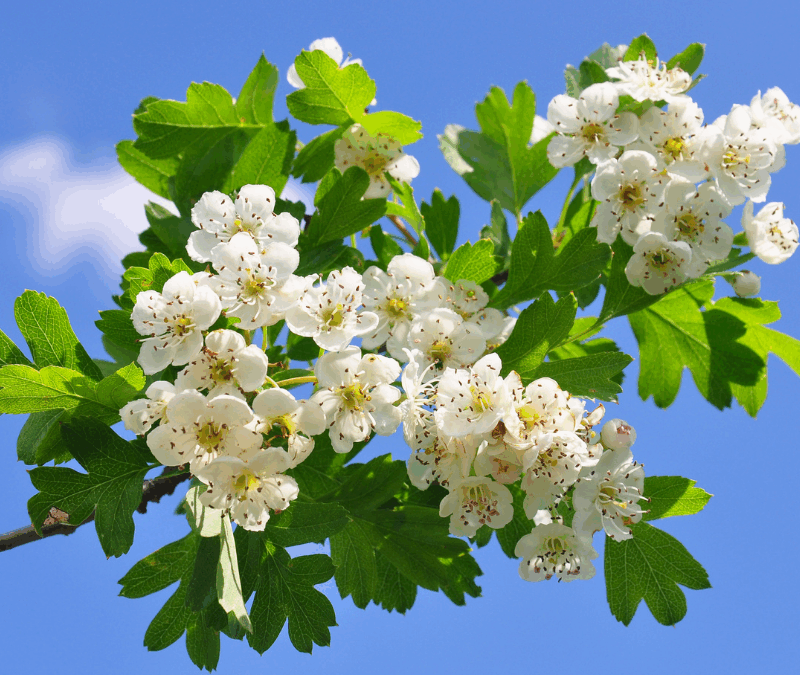 Beltane, der Tanz in den Mai – Bedeutung, Brauchtum & Pflanzenkraft