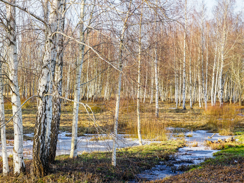 Lichtdurchflutetes Birkenwäldchen im Spätwinter