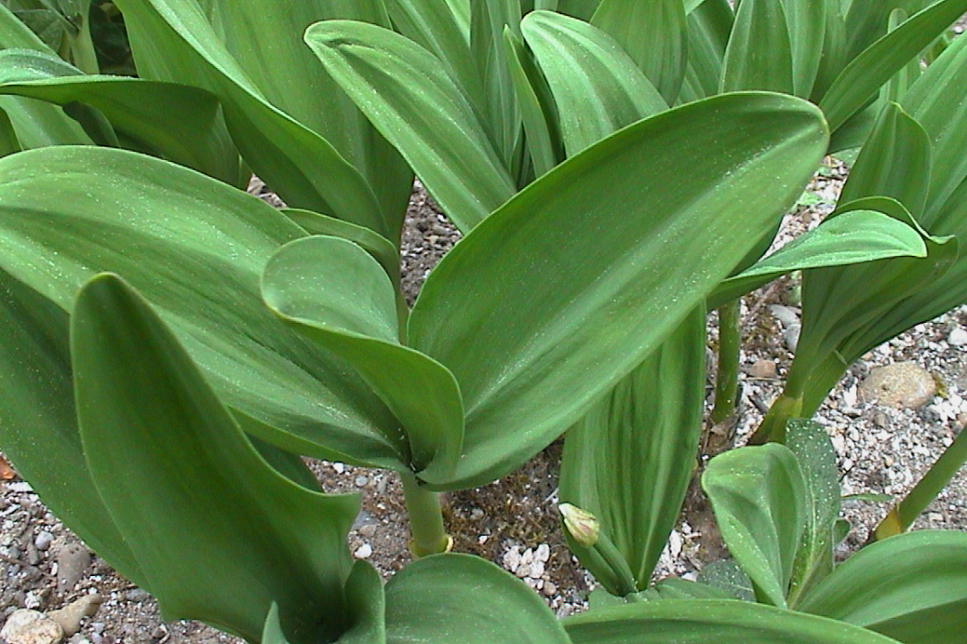 Austrieb des Allermannsharnisches