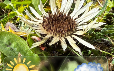 Blumenuhr und Wetterorakel