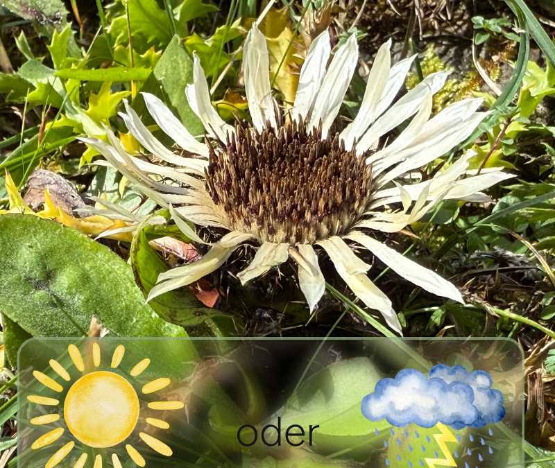 Blumenuhr und Wetterorakel