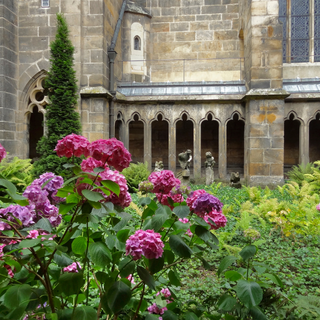 Kreuzgarten eines Klosters, im Vordergrund ist eine pinkfarbene Hortensie, dahinter ist ein Teil des alten, steinernen Kreuzgangs zu sehen