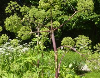 Der Klostergarten und seine Heilkräuter – Teil 1