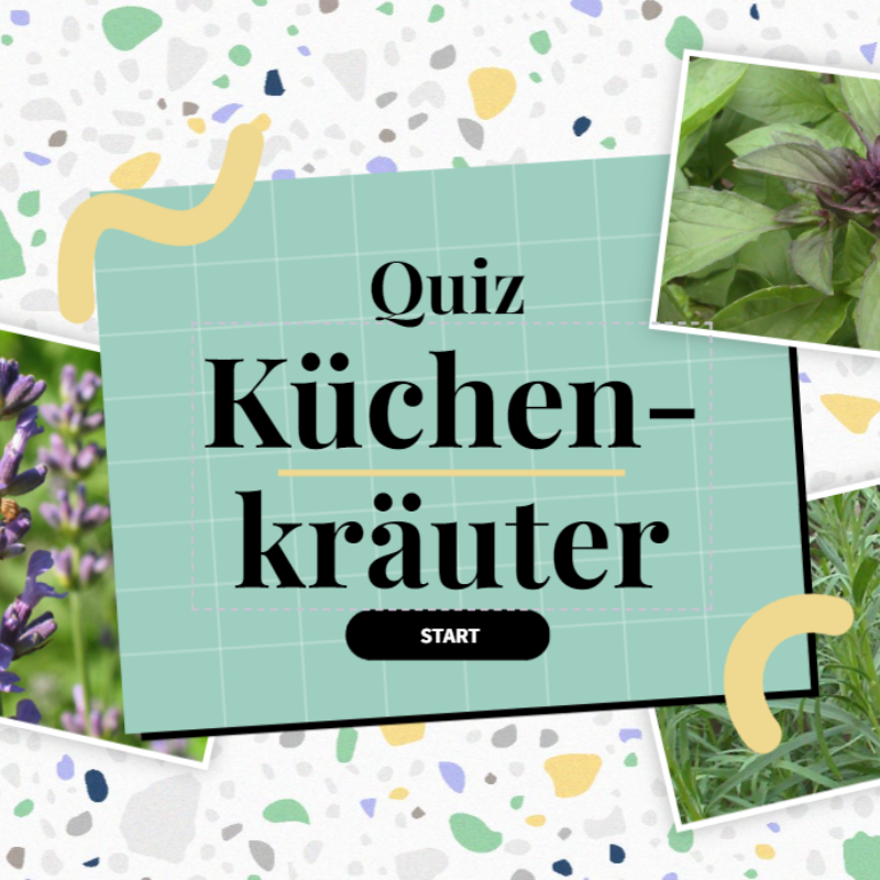 Das Startbild zum Küchenkräuter-Quiz. Der Hintergrund ist sommerliches Terazzomuster, der Quizname und 3 Kräuterbilder.