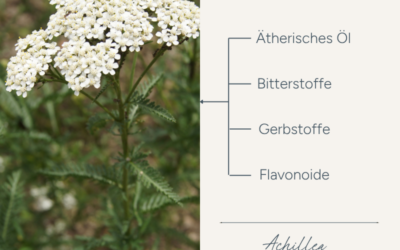 Heilpflanzen verstehen | Sekundäre Pflanzenstoffe und ihre Wirkung