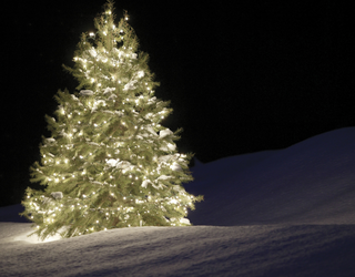 Die Geschichte des Weihnachtsbaums | Ursprung & Traditionen