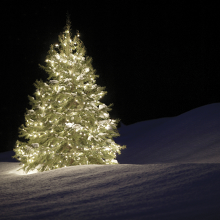Festlich beleuchteter Weihnachtsbaum im Schnee