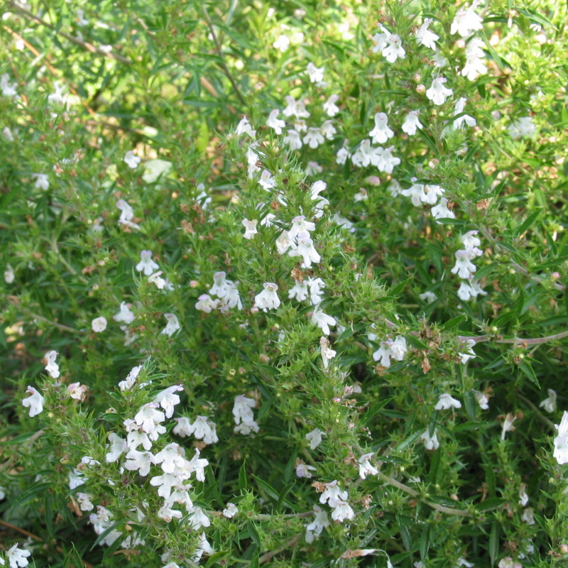 Winterb-Bohnenkraut, weiß blühende Pflanzen