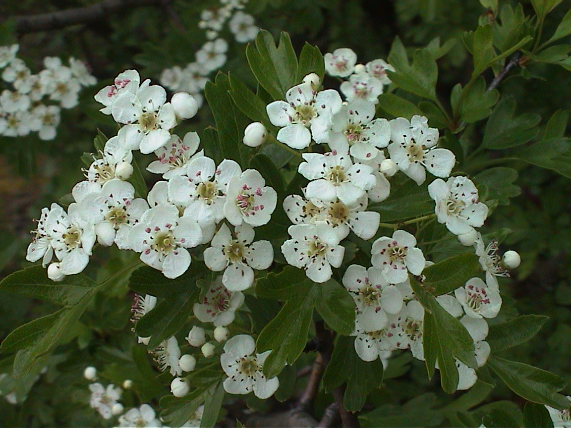 Weissdornbl&uuml;ten in Nahaufnahme