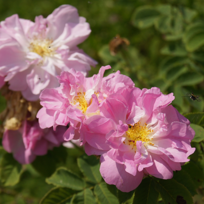 Rosa Blüten der Damaszenerrose