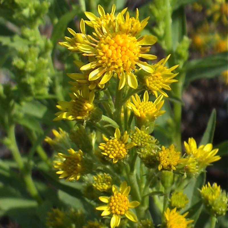 Echte Goldrute mit sonnengelben Korbblüten