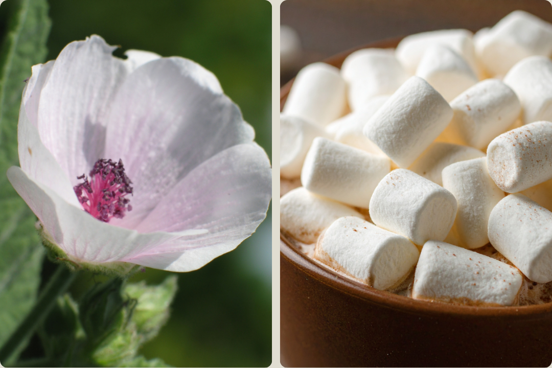 Einzelne zartrosa Blüte des Echten Eibisch in Nahaufnahme, daneben die Süßigkeit Marshmallow, ursprünglich aus Eibisch gemacht