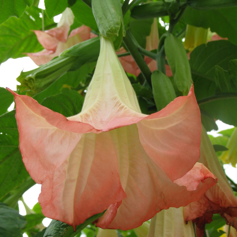 Lachsfarbene Blüte einer Engelstrompete