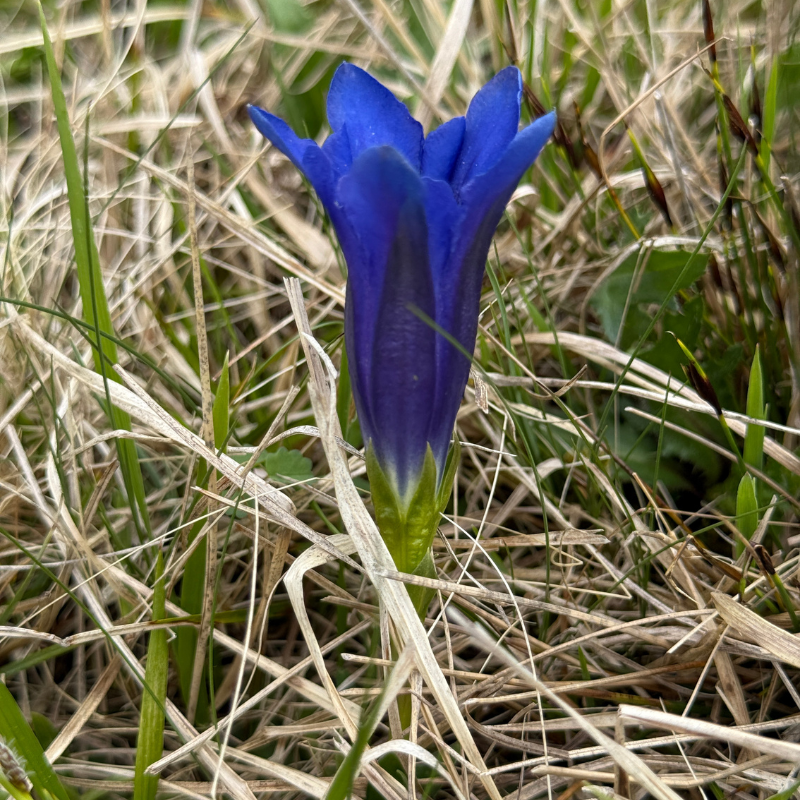 Geschlossene Blüte des Enzians