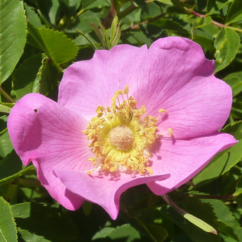 rosa Blüten der Essigrose mit den gelben Staubgefässen in der Mitte