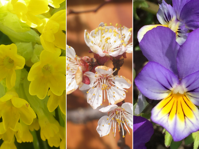 3 Fruehlingsblueher in Nahaufnahme, Schluesselblume, Aprikosenbluete, Wildes Stiefmuetterchen