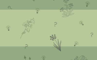 Kräuterquiz – erkennst du diese Frühlingsblüher?