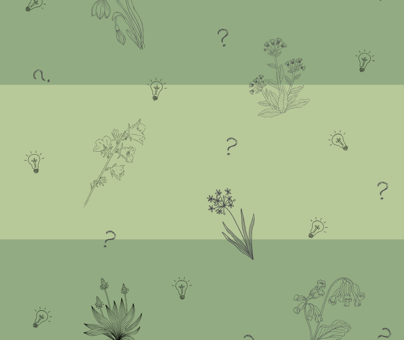 Kräuterquiz – erkennst du diese Frühlingsblüher?