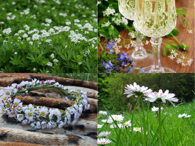Fr&uuml;hlingssymbole: Waldmeister und -Bowle, G&auml;nsebl&uuml;mchen und -kranz
