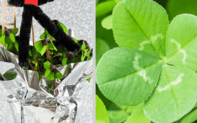 Glücksklee und warum er uns Glück bringt