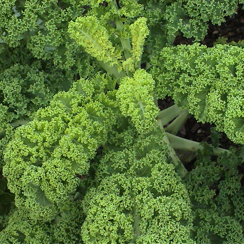 Grünkohl im Beet, man sieht die stark gekrausten Blätter