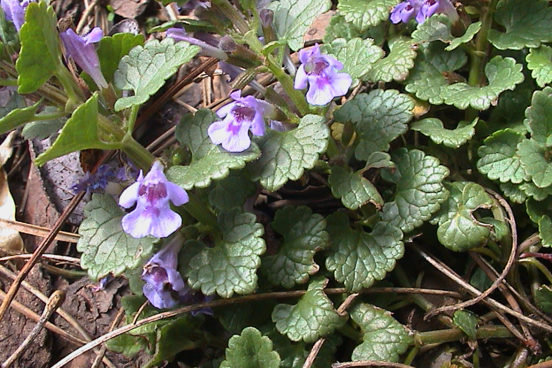 Gundermann in der Wiese