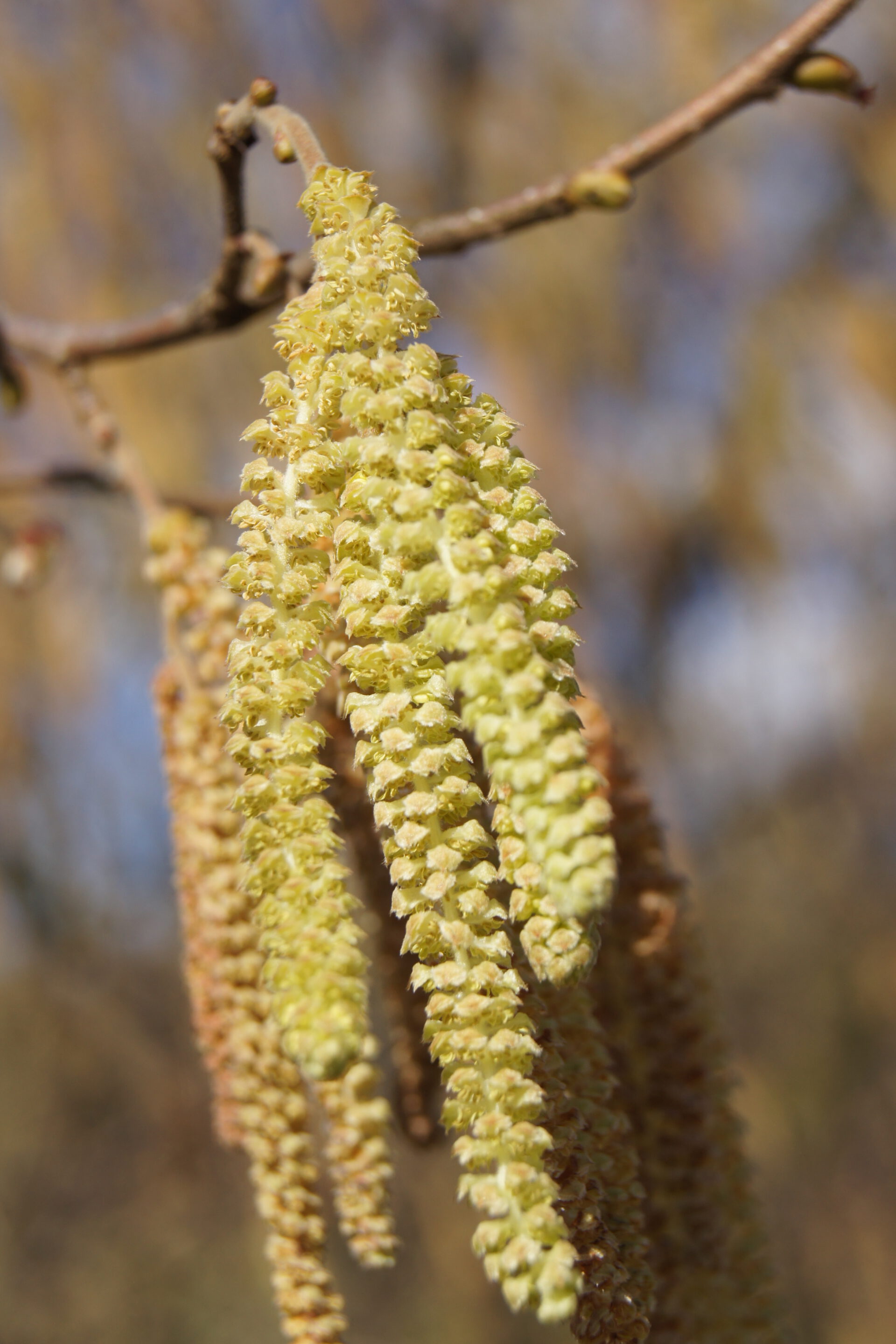 Nahaufnahme der m&auml;nnlichen Haselnussbl&uuml;te
