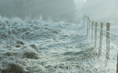 Hausmittel bei Erkältung – 3 sanfte Helfer aus der Natur