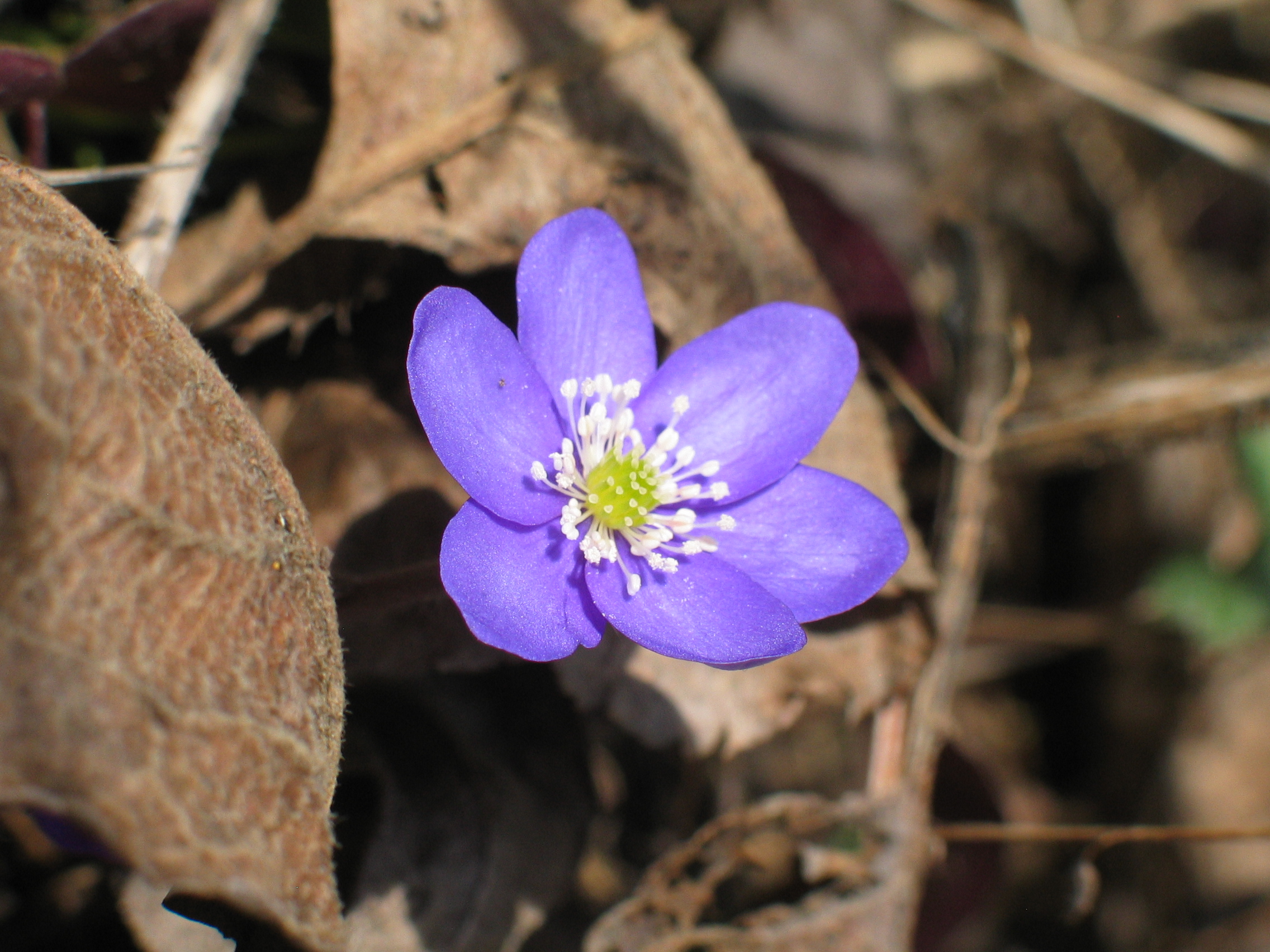 Einzelne Leberbluemchen-Bluete in Nahaufnahme