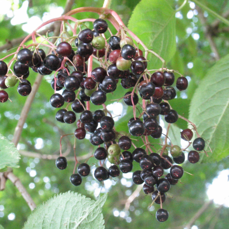 Holunderbeeren am Strauch hängend