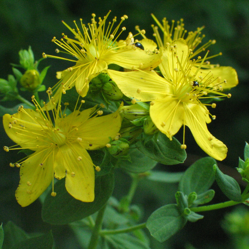 Blühendes Johanniskraut, Nahaufnahme der sonnengelben Blüten