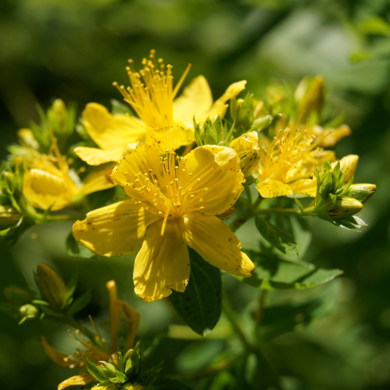 Die sonnengelben Blüten des Johanniskrauts in Nahaufnahme