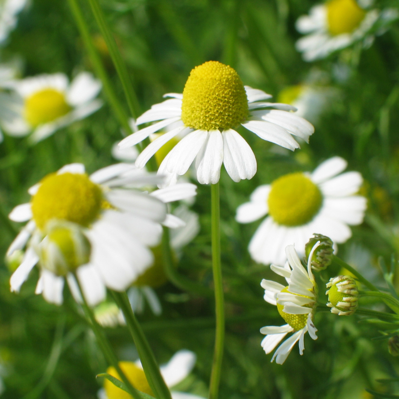 Blühende Kamillen, Blüte in Nahaufnahme
