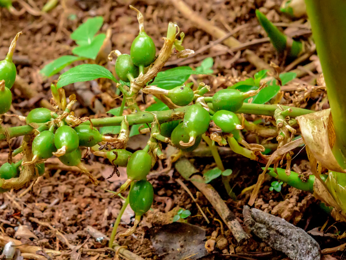 Kardamompflanze mit Fr&uuml;chten 