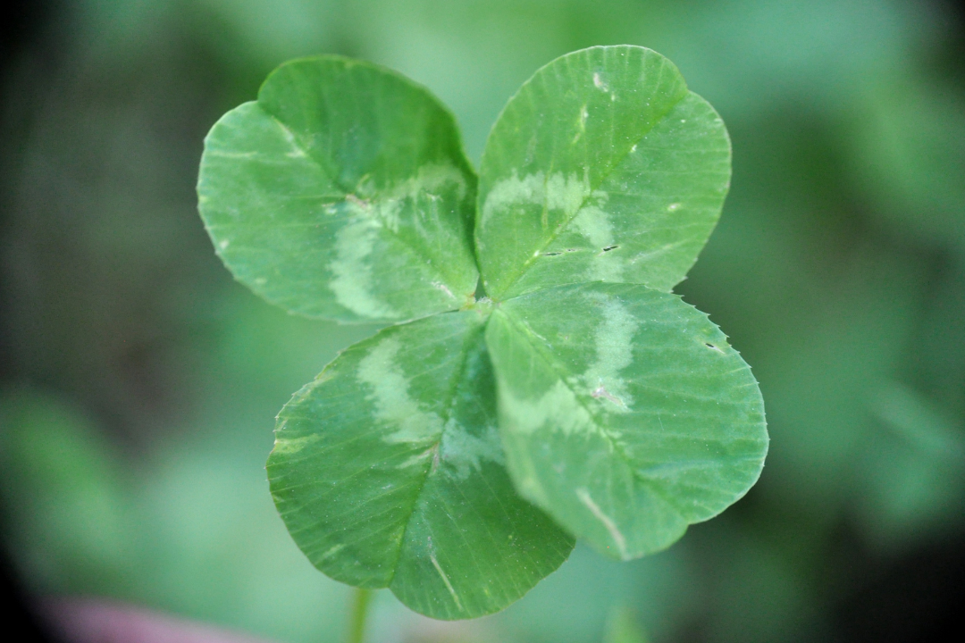 Vierbl&auml;ttriges Kleeblatt in der Wiese, Nahaufnahme