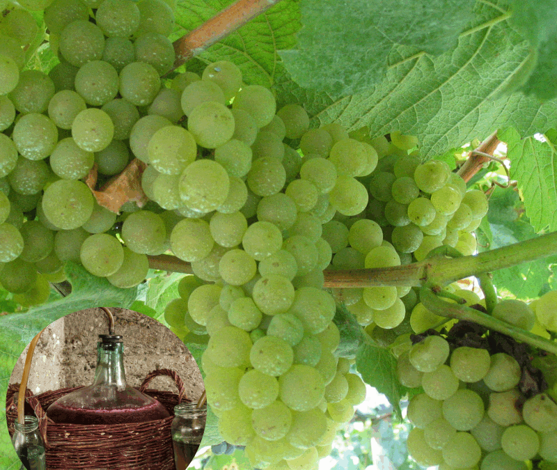 Kräuterwein | Medizinalwein – Geschichte, Arznei und ein Rezept