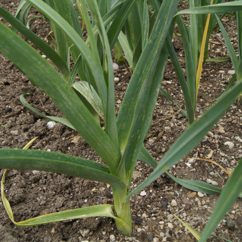 Lauchpflanzen im Beet