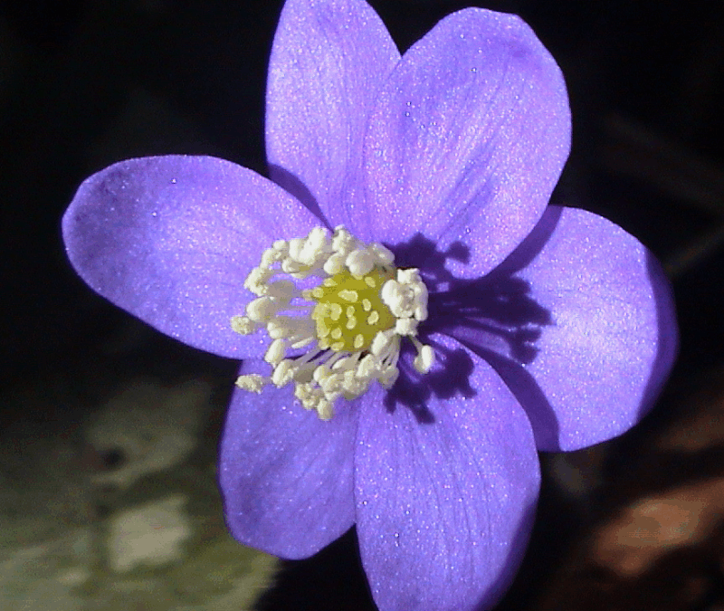 Leberblümchen – Himmelsstern und Frühlingsbote