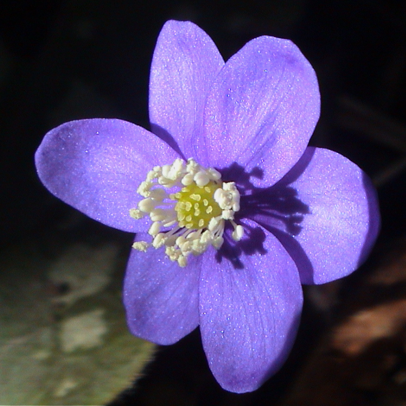 Eine Bluete des Leberbluemchens in Nahaufnahme